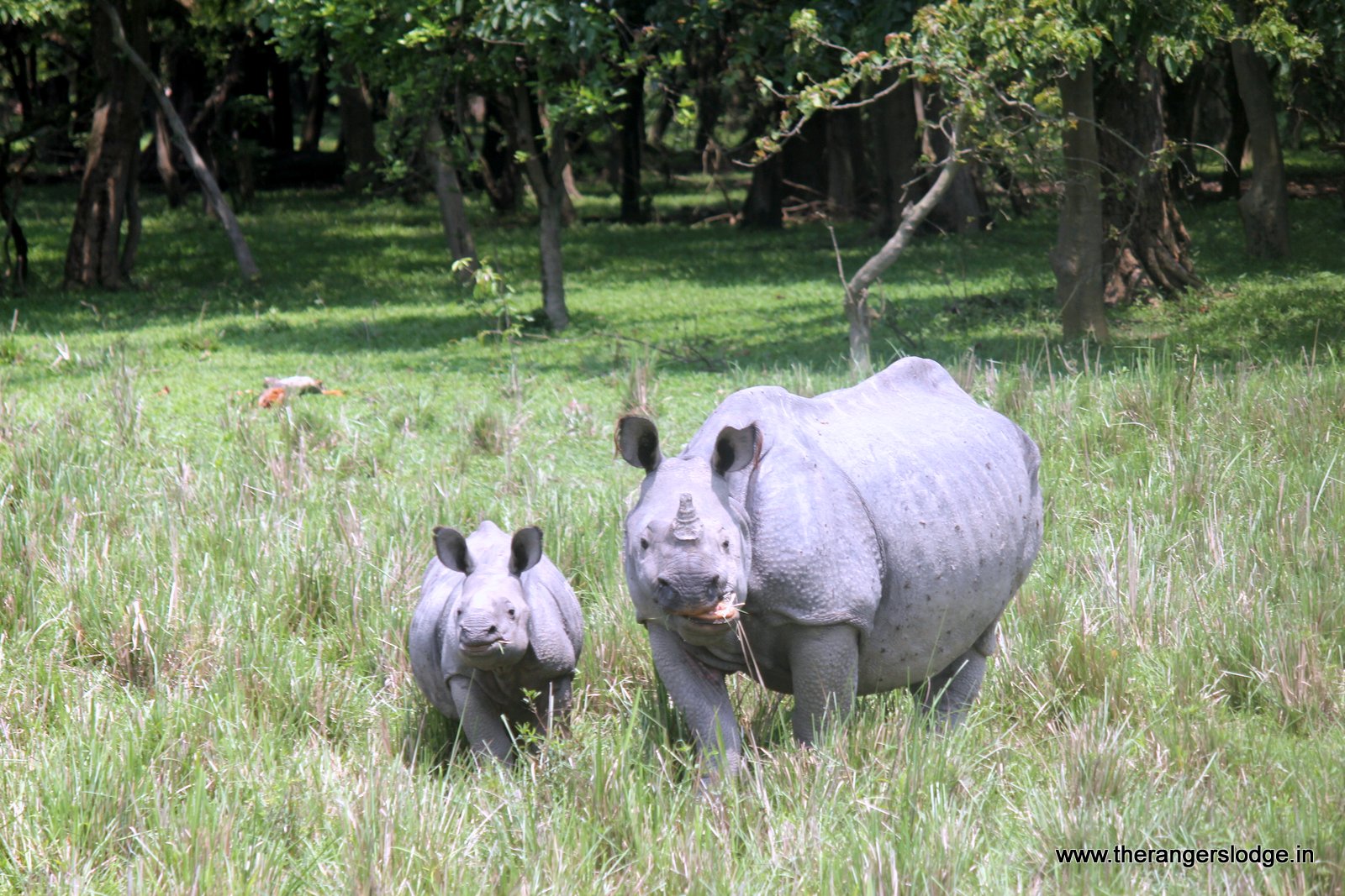 the rangers lodge corbett rhinos