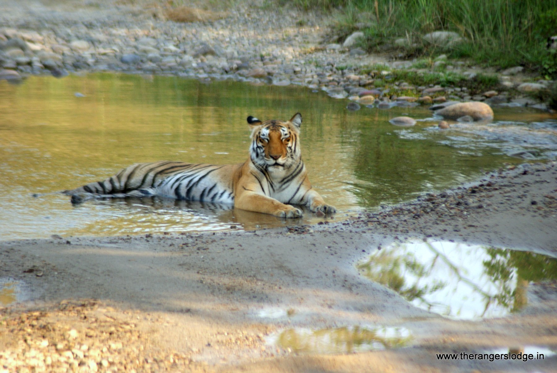 tiger sighting in corbett