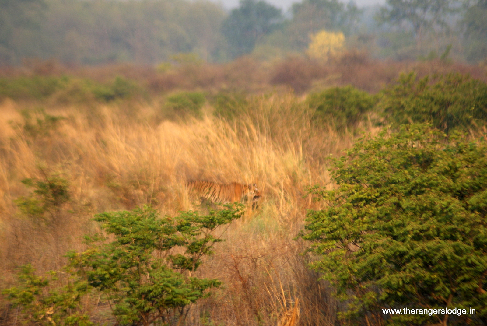 Charging tiger in Jhirna zone